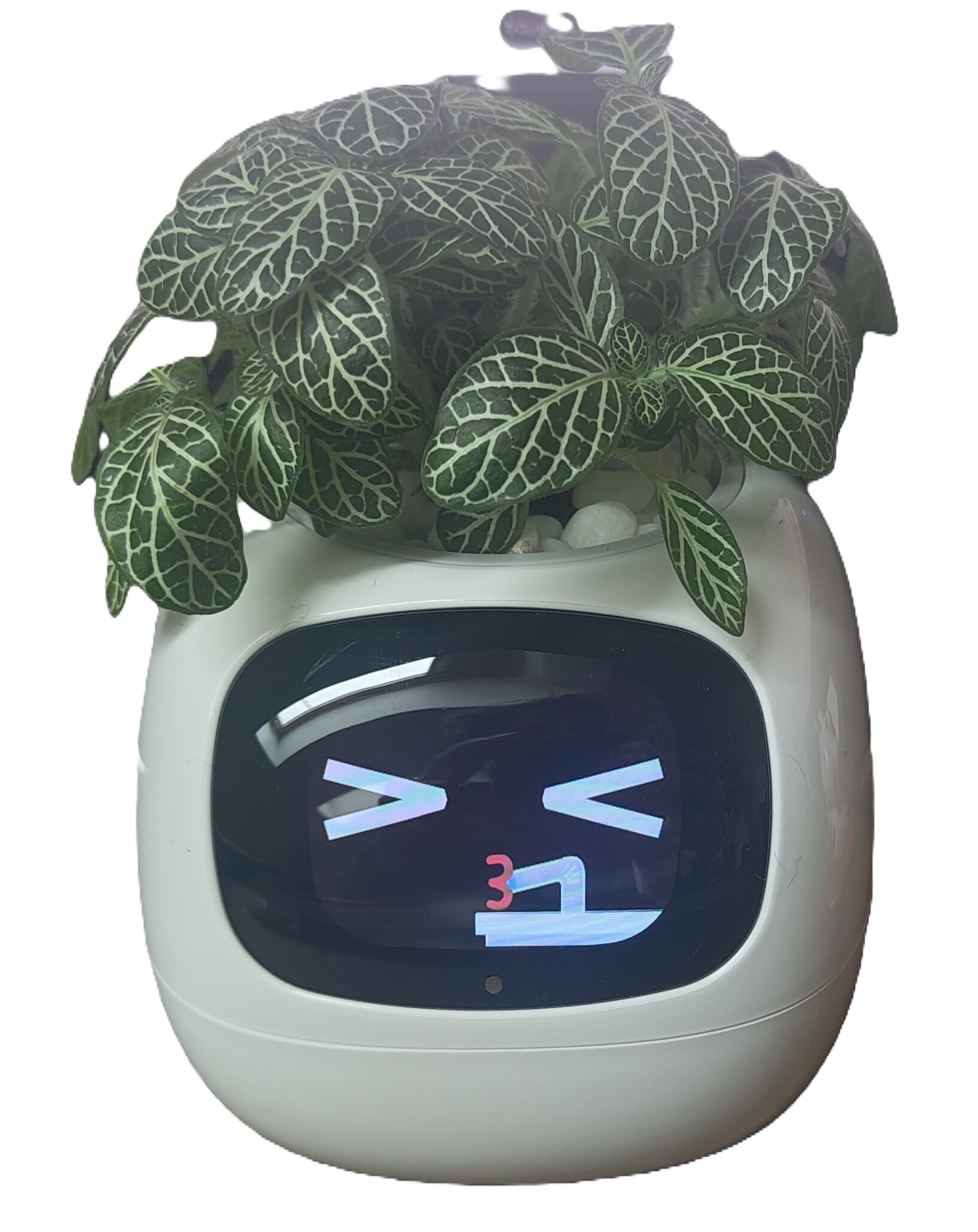 Ivy_Drinking_HypeTalk Ivy Smart Pet Planter %Category