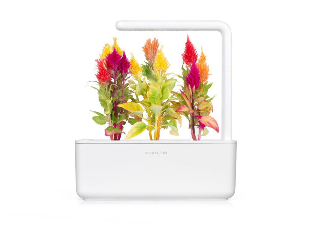 cocksomb-sg3-1024x727 Click&Grow Smart Garden %Category