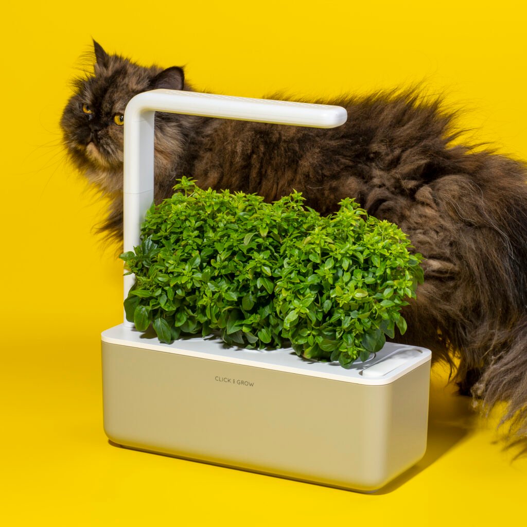 sg3_beige_dwarbasil_yellow_cat-1024x1024 Click&Grow Smart Garden %Category